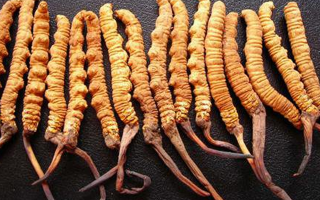冬蟲夏草真假難辨？從味道入手，掌握實(shí)用鑒別法