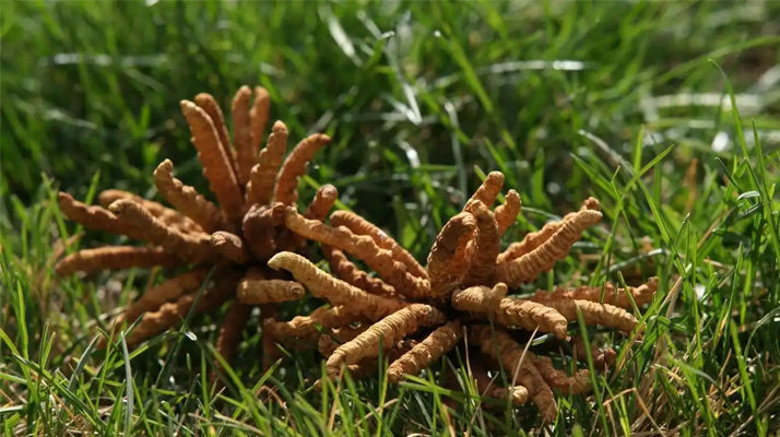 冬蟲(chóng)夏草值那么多錢(qián)嗎 