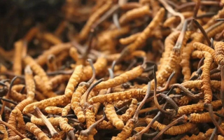 鮮冬蟲夏草有保質(zhì)期嗎？儲存方式與時效全解析