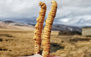 一根冬蟲夏草多少錢？2025 年價格拆解與選購指南