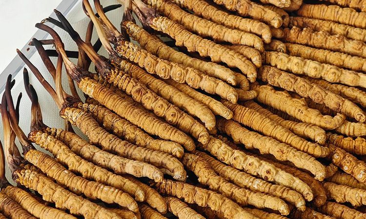 冬蟲夏草藥材成分解析