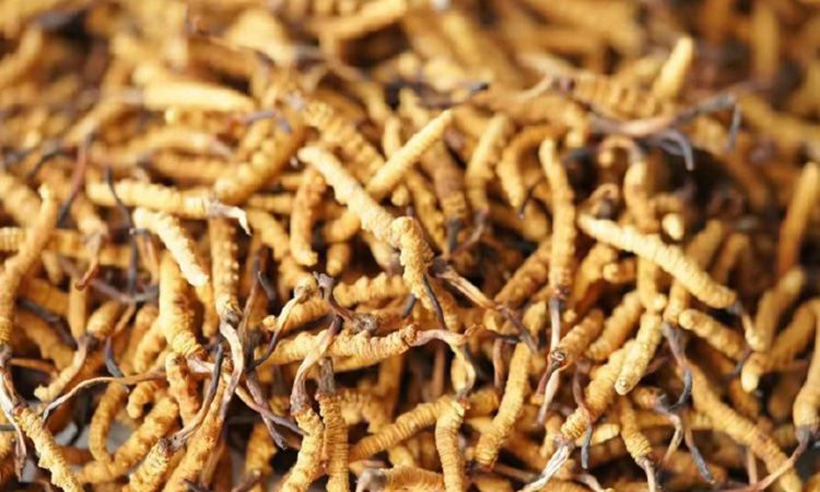 解密冬蟲夏草頭期蟲草:品質(zhì)優(yōu)勢與鑒別指南