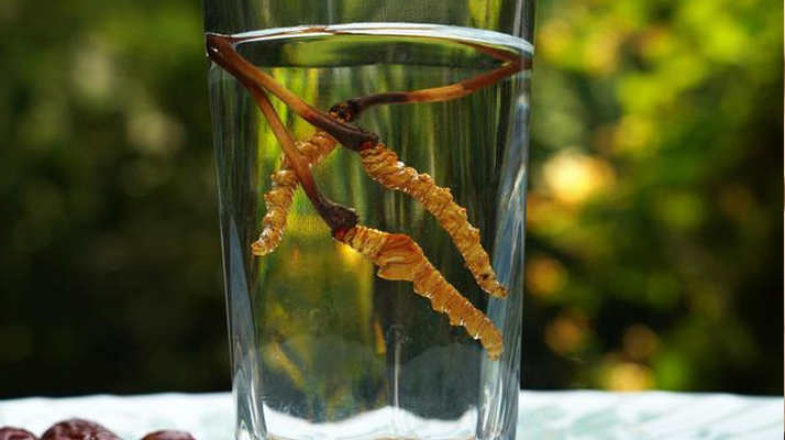 鎖陽(yáng)冬蟲夏草泡酒 