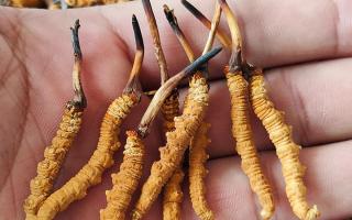 冬蟲(chóng)夏草頭期凍干蟲(chóng)草：解鎖滋補(bǔ)新方式，這些優(yōu)勢(shì)你該知道-西藏那曲蟲(chóng)草網(wǎng)