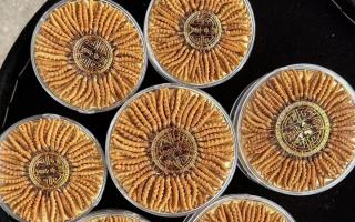 什么白酒適合泡冬蟲夏草？4 大標(biāo)準(zhǔn) + 泡制指南