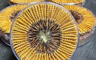 冬蟲夏草一斤價格多少？2025 年行情揭秘，差價竟達(dá)數(shù)十倍