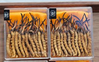 冬蟲夏草現(xiàn)在多少錢一克？2025 年克價揭秘，差價達 5 倍