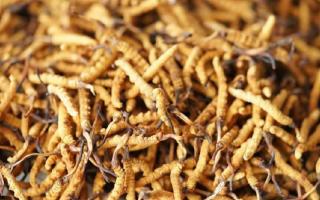 四級(jí)冬蟲(chóng)夏草一克多少根？根數(shù)背后的等級(jí)與價(jià)值邏輯