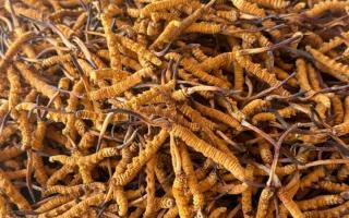 冬蟲夏草專業(yè)存放指南：這樣存，品質(zhì)不打折