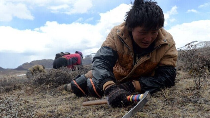 那曲<a href=http://www.eaebo.com/sdph/wacr/ target=_blank class=infotextkey>挖草人</a>阿旺的蟲草采摘時間表