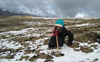 冬蟲夏草專家解讀：哪里的冬蟲夏草品質(zhì)最優(yōu)？