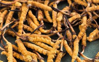 燉了二十年蟲草湯，這口感我太熟了，跟你細(xì)細(xì)說