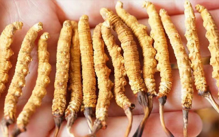 冬蟲夏草最佳購買時間：選對時機，兼顧品質(zhì)與性價比