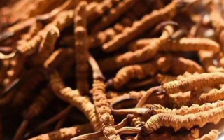 冬蟲夏草采后保存指南：鎖住營(yíng)養(yǎng)，延長(zhǎng)鮮度?