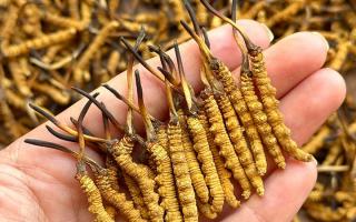 冬蟲夏草保存時長：專家解析關(guān)鍵影響因素與期限界定