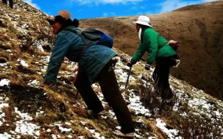  人工培育的冬蟲夏草和野生冬蟲夏草有什么區(qū)別？