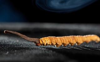 關(guān)于冬蟲(chóng)夏草市場(chǎng)的最新研究報(bào)告有哪些？-西藏那曲蟲(chóng)草網(wǎng)