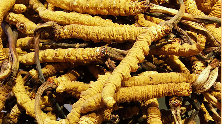  東強(qiáng)堂最大新鮮那曲冬蟲夏草 