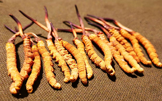 權(quán)威解讀：冬蟲夏草燉雞湯，藏域滋養(yǎng)與家常美味的雙向奔赴