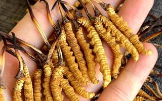 石斛和冬蟲夏草哪個好？西藏那曲蟲草網(wǎng)教你按需選對滋補珍品