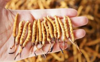 帶泥的冬蟲夏草怎么保存？西藏那曲蟲草網(wǎng)教你鎖住雪域本味