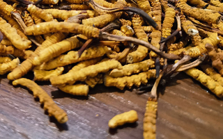 揭秘適合冬蟲夏草生長的海拔｜西藏那曲蟲草網(wǎng)，解讀海拔與品質(zhì)的核心關(guān)聯(lián)