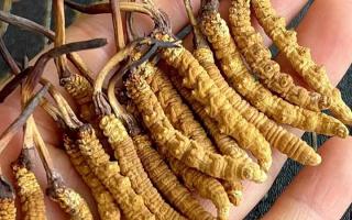 藏紅花和冬蟲夏草哪個貴？揭秘2026年最新價格真相