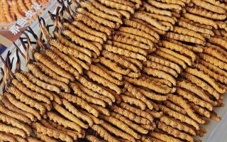 寶寶可以服用冬蟲(chóng)夏草嗎？權(quán)威指南，科學(xué)滋補(bǔ)不踩坑