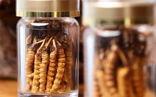 正宗冬蟲夏草哪家便宜？——教你選對低價(jià)正品渠道