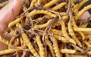 冬蟲夏草買什么品牌好？西藏那曲蟲草網(wǎng)權(quán)威推薦，避開陷阱選對正宗好草