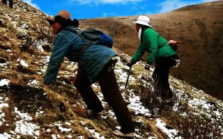 冬蟲夏草如何區(qū)別好壞？那曲行業(yè)平臺教你4步精準(zhǔn)鑒別