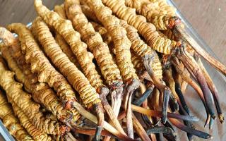 慧眼辨真?zhèn)?，藏珍不踩坑——西藏那曲蟲(chóng)草行業(yè)網(wǎng)教你分辨冬蟲(chóng)夏草真假