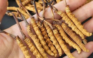 正宗冬蟲夏草怎么選購？那曲蟲草行業(yè)網(wǎng)站教你避坑指南