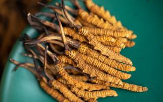 4根一克的冬蟲夏草多大？那曲蟲草行業(yè)網(wǎng)站詳解尺寸標準