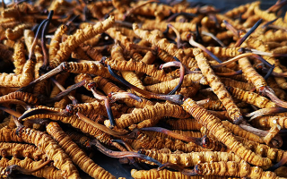 大批量冬蟲夏草保存方法，鎖住雪域營養(yǎng)不流失