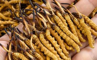  詳解冬蟲(chóng)夏草形成過(guò)程，解密雪域生物共生密碼