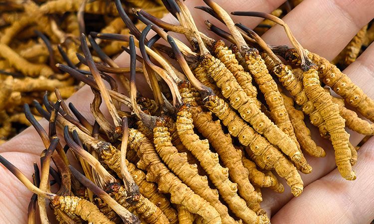 蟲(chóng)草12根1克多少錢(qián)一斤 