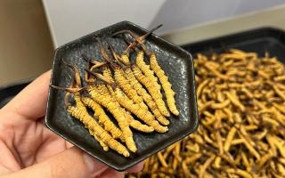 冬蟲(chóng)夏草燉多少時(shí)間合適？藏農(nóng)神草那曲源頭品牌，教你燉出滿(mǎn)滿(mǎn)營(yíng)養(yǎng)