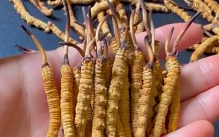 冬蟲(chóng)夏草最長(zhǎng)可以長(zhǎng)多少？藏農(nóng)神草那曲源頭品牌，揭秘雪域蟲(chóng)草的尺寸密碼