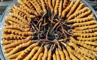 冬蟲(chóng)夏草保存盒能放多久？藏農(nóng)神草那曲源頭品牌，教你科學(xué)存出好品質(zhì)