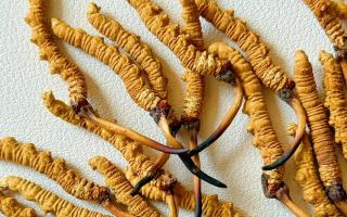 去西藏哪里買(mǎi)冬蟲(chóng)夏草？藏農(nóng)神草那曲源頭品牌，解鎖本地正宗選購(gòu)地